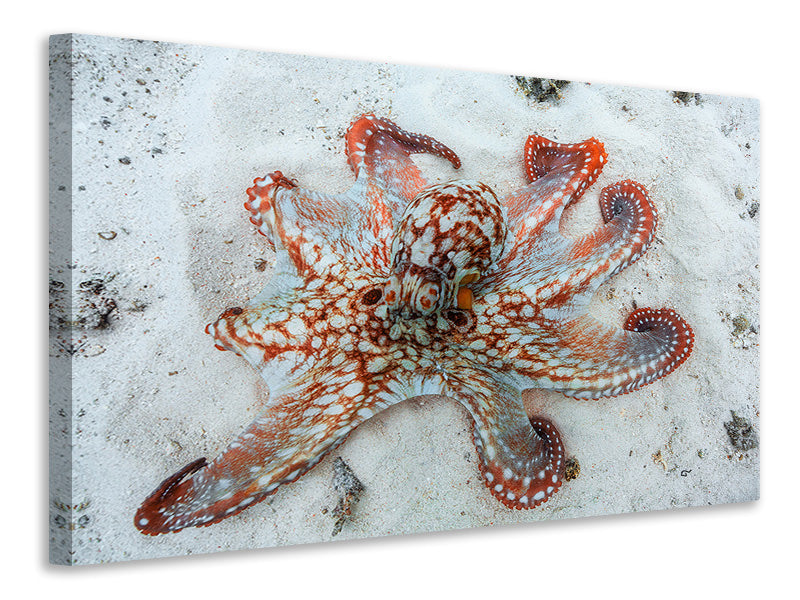 3-piece-canvas-print-octopus-a