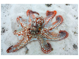 3-piece-canvas-print-octopus-a