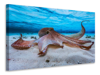 modern-3-piece-canvas-print-octopus