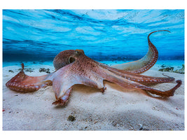 modern-3-piece-canvas-print-octopus