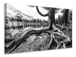 5-piece-canvas-print-old-tree