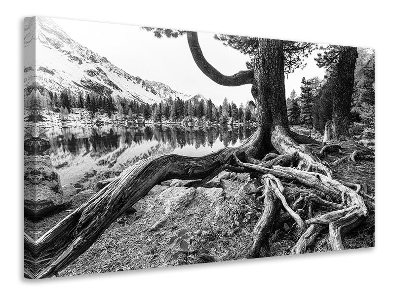 5-piece-canvas-print-old-tree