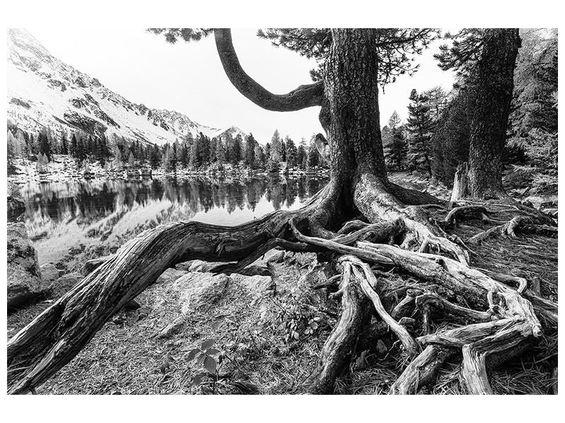 5-piece-canvas-print-old-tree
