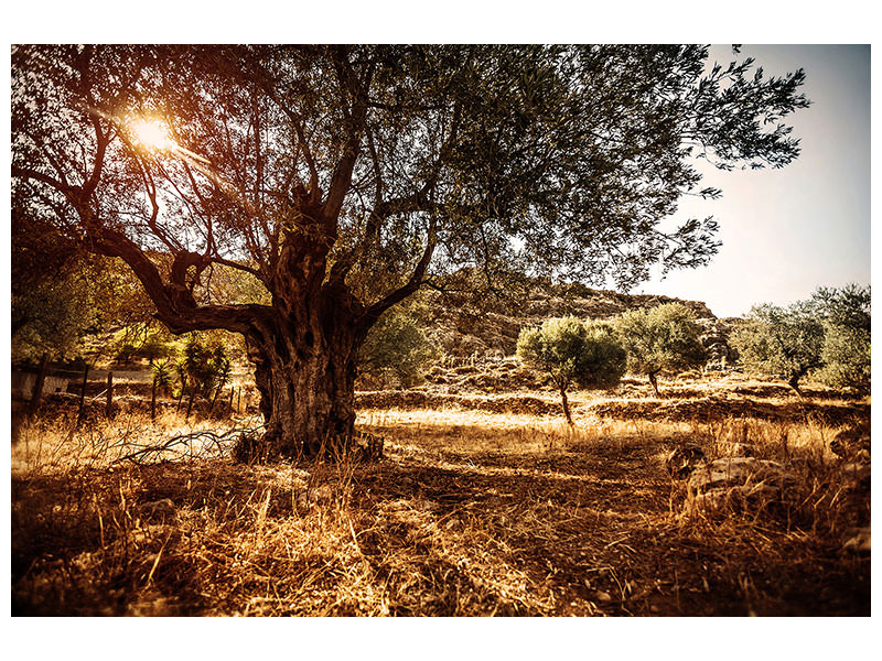 4-piece-canvas-print-olive-grove
