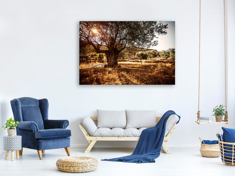 5-piece-canvas-print-olive-grove