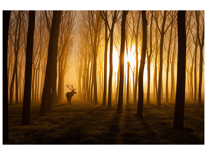panoramic-canvas-print-once-upon-a-time