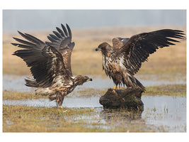 3-piece-canvas-print-open-wings