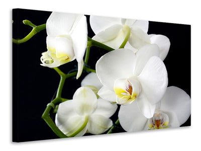 3-piece-canvas-print-orchid-close-up