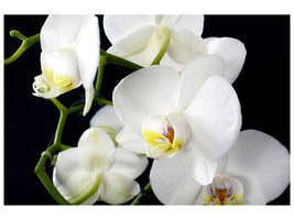 3-piece-canvas-print-orchid-close-up