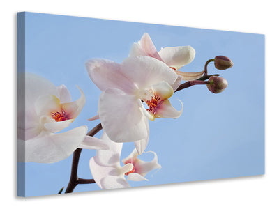3-piece-canvas-print-orchid-in-the-sky