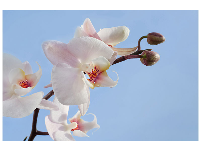 3-piece-canvas-print-orchid-in-the-sky