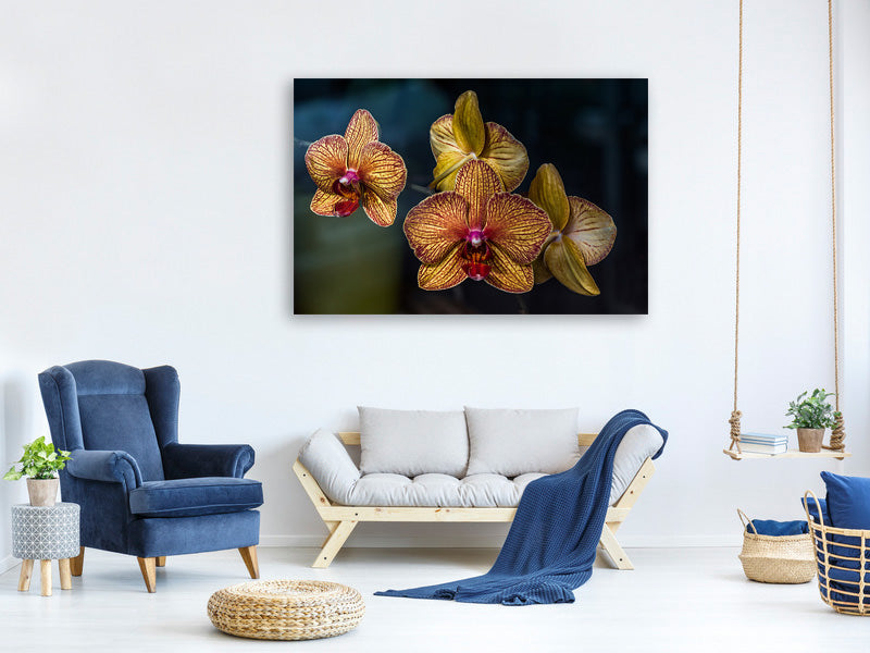 3-piece-canvas-print-orchidaceae