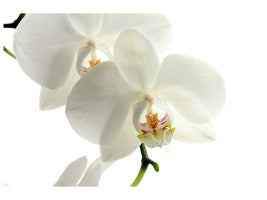 5-piece-canvas-print-orchids-bloom
