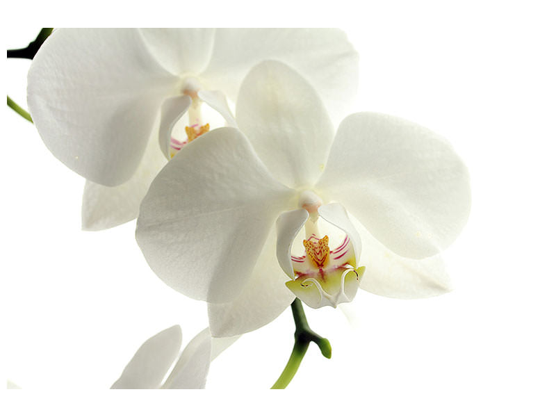 4-piece-canvas-print-orchids-bloom