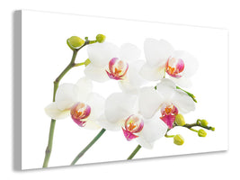 4-piece-canvas-print-orchids-love