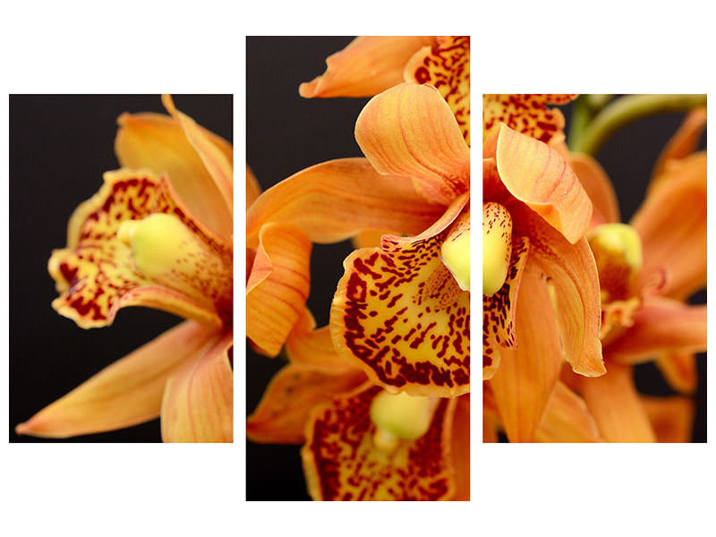 5-piece-canvas-print-orchids-with-orange-flowers