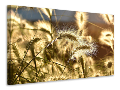 3-piece-canvas-print-ornamental-grass-in-the-sunlight