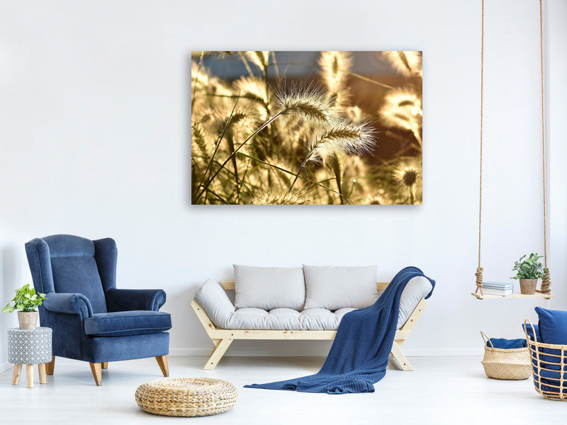 panoramic-3-piece-canvas-print-ornamental-grass-in-the-sunlight