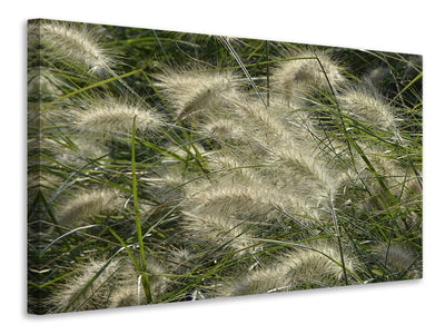 panoramic-3-piece-canvas-print-ornamental-grass-in-the-wind