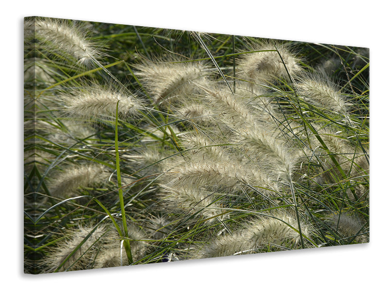 3-piece-canvas-print-ornamental-grass-in-the-wind