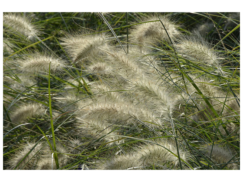 panoramic-3-piece-canvas-print-ornamental-grass-in-the-wind