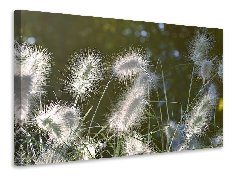 panoramic-3-piece-canvas-print-ornamental-grasses-in-xl