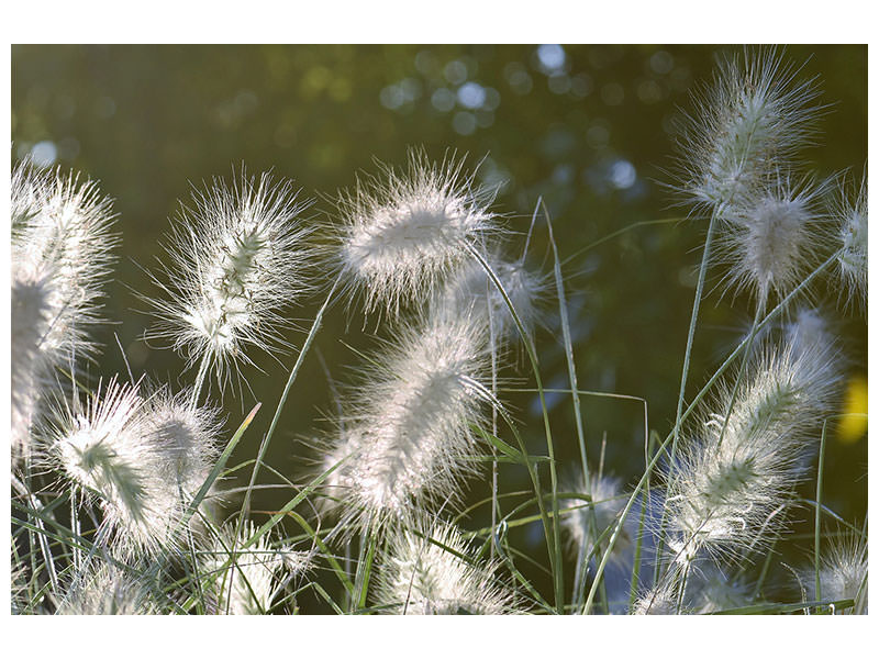panoramic-3-piece-canvas-print-ornamental-grasses-in-xl