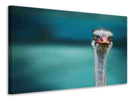 3-piece-canvas-print-blue-meets-ostrich