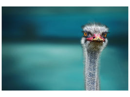 3-piece-canvas-print-blue-meets-ostrich