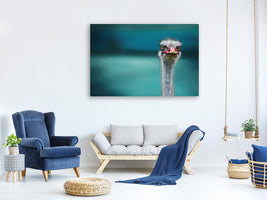 canvas-print-blue-meets-ostrich