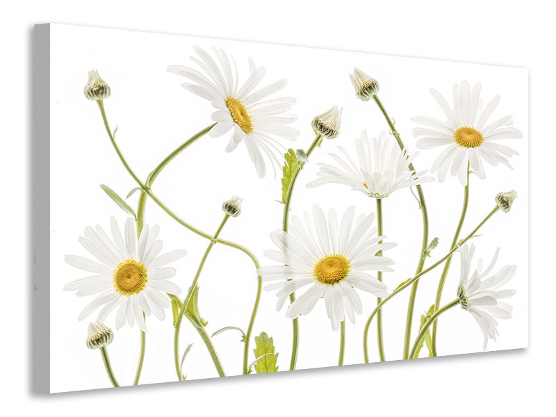 5-piece-canvas-print-ox-eye-daisies