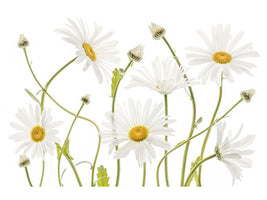 4-piece-canvas-print-ox-eye-daisies