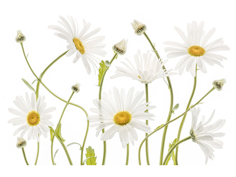 4-piece-canvas-print-ox-eye-daisies
