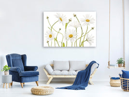 modern-4-piece-canvas-print-ox-eye-daisies