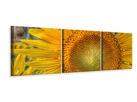 panoramic-3-piece-canvas-print-inflorescence-of-a-sunflower