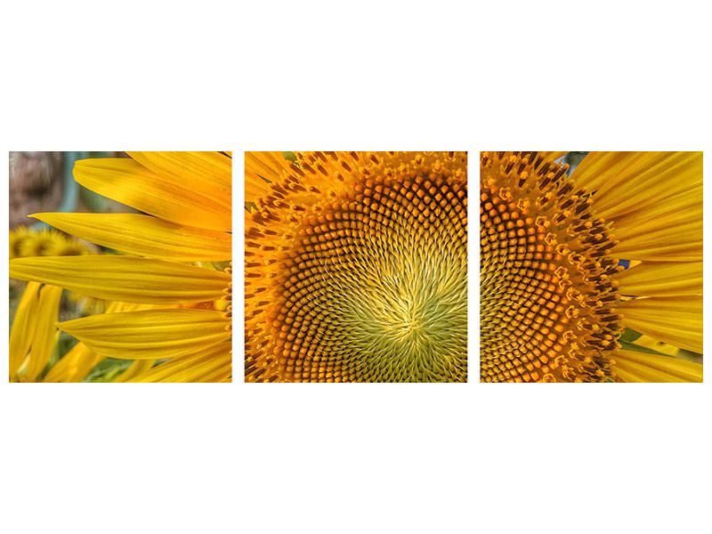 panoramic-3-piece-canvas-print-inflorescence-of-a-sunflower