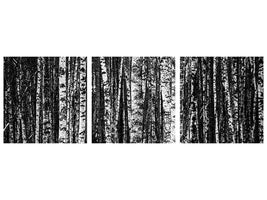 panoramic-3-piece-canvas-print-many-birches-xl