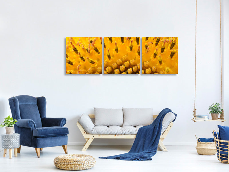 panoramic-3-piece-canvas-print-the-buds-of-the-sunflower-in-xxl