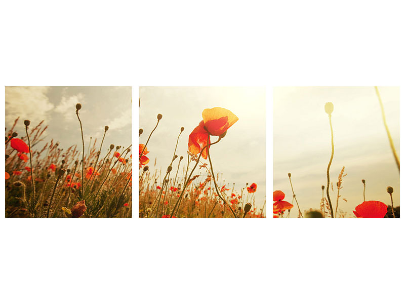panoramic-3-piece-canvas-print-the-poppy-field-at-sunrise