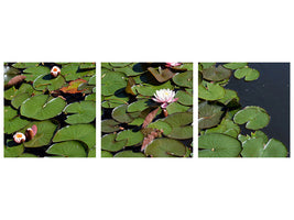 panoramic-3-piece-canvas-print-white-water-lilies-in-the-pond