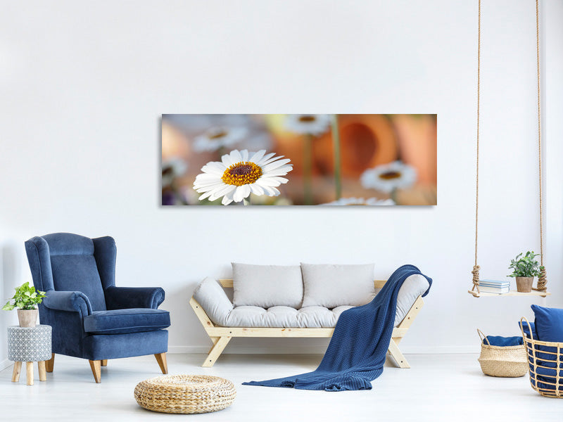 panoramic-canvas-print-daisies-xl