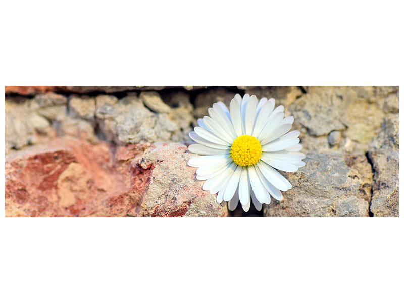 panoramic-canvas-print-flower-in-the-wall