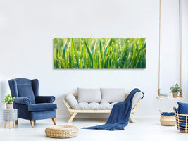 panoramic-canvas-print-grass-with-morning-dew-xl