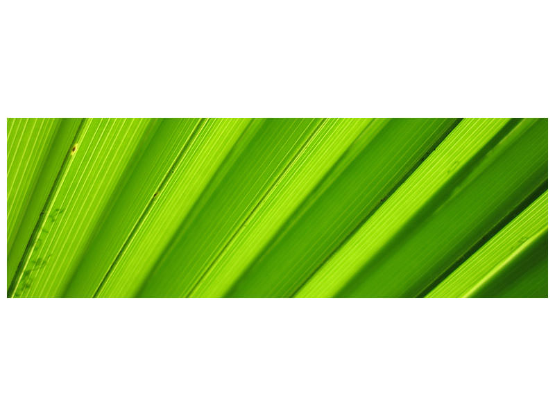panoramic-canvas-print-palm-stripes-ii