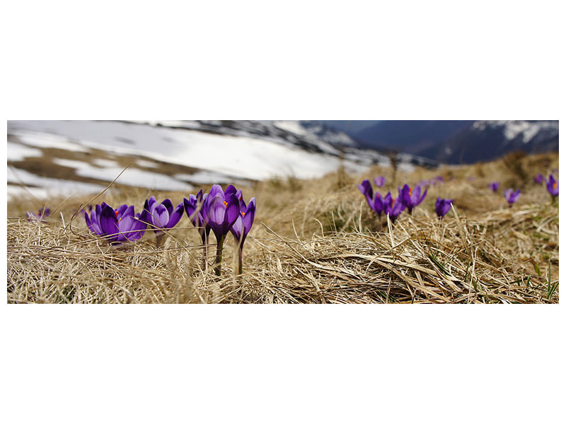 panoramic-canvas-print-purple-crocus