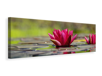 panoramic-canvas-print-red-water-lily-duo