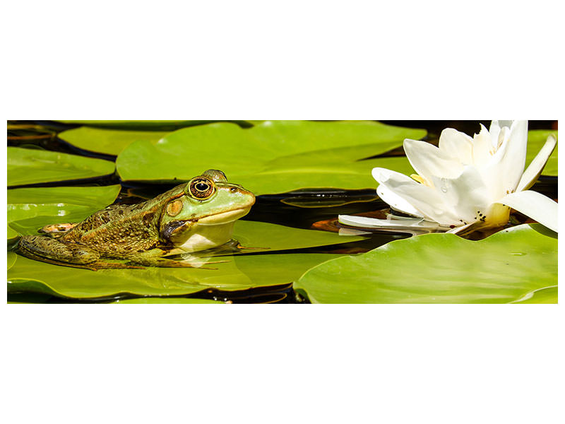 panoramic-canvas-print-the-frog-and-the-water-lily