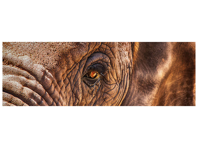 panoramic-canvas-print-the-look-of-the-elephant