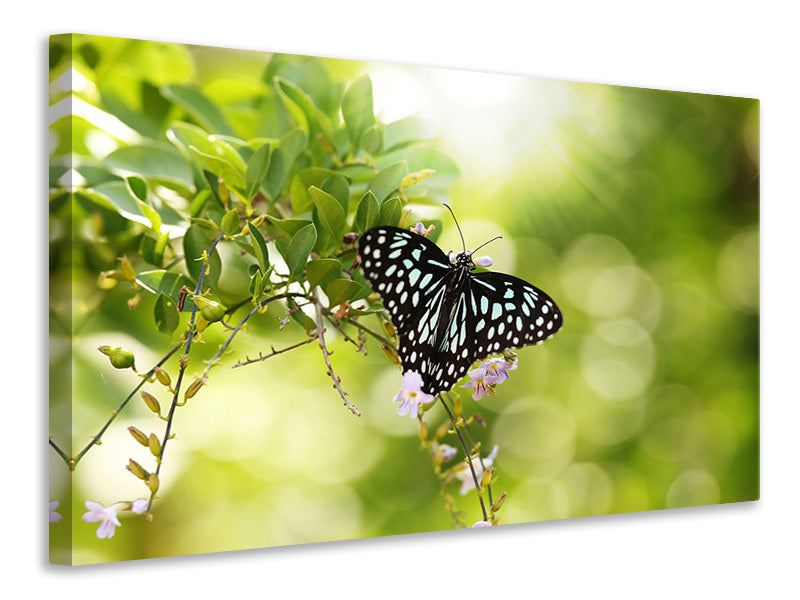 5-piece-canvas-print-papilio-butterfly-xxl