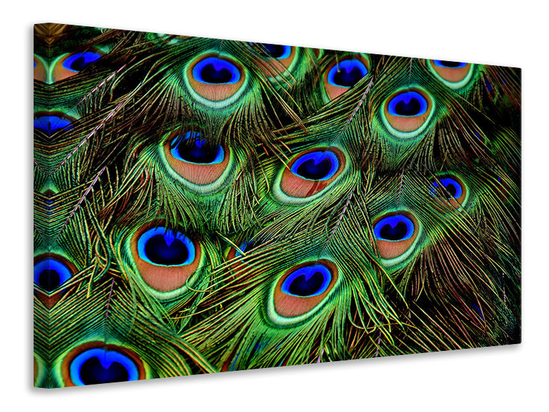 3-piece-canvas-print-peacock-feathers-xxl